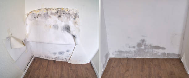 Water damage restoration mold remediation in Jasper, AL